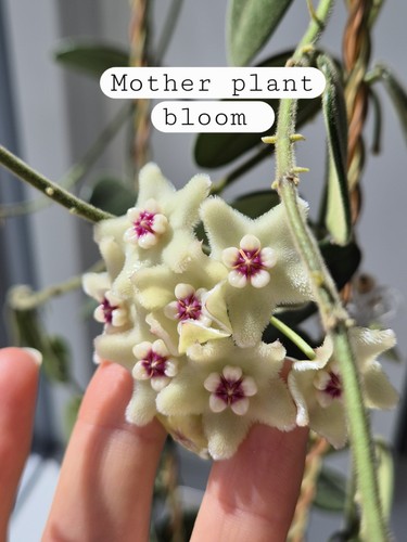 Hoya lyi shu whole - ye, plant