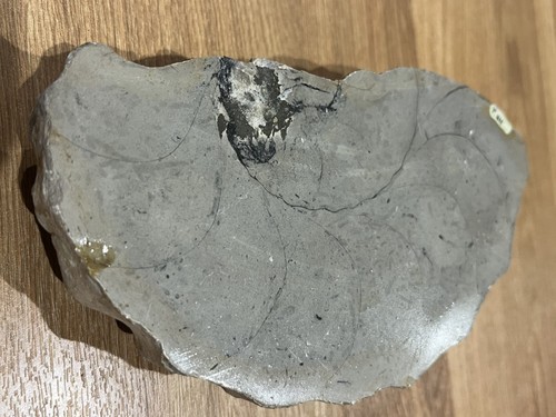 Large jurassic ammonite - jurassic, fossil