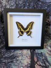King Swallowtail (Papilio