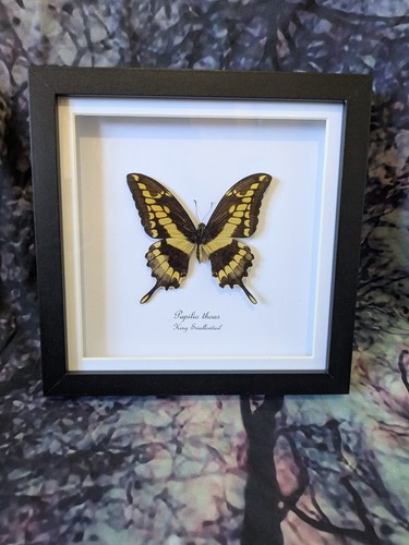 King swallowtail papilio - king, (papilio