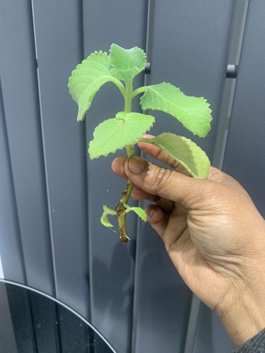 Rooted stem indian - rooted,