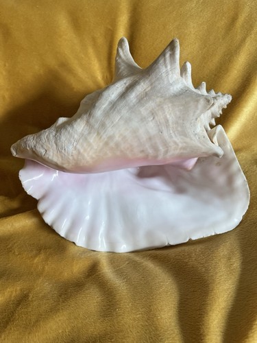 Large conch shell - shell, in