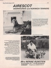 DEERHOUND & NORWICH TERRIER DOG BREED KENNEL ADVERT PAGE 1979 AIRESCOT KENNEL