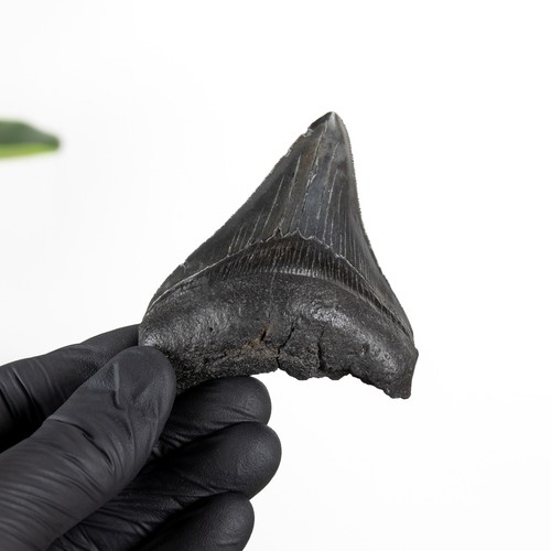 Inch megalodon shark tooth - 3.3,