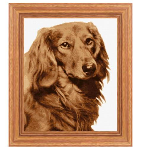 Long haired dachshund cross - haired,