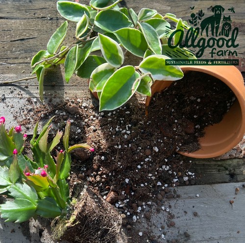 Hoya christmas cactus - &,