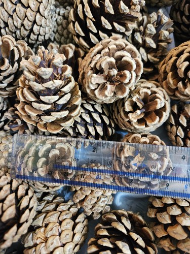 Small pine cones ideal - 60,