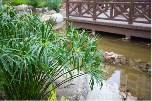 Umbrella palm cyperus - umbrella, {cyperus