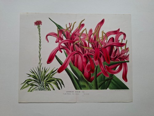 Louis van houtte botany - van,