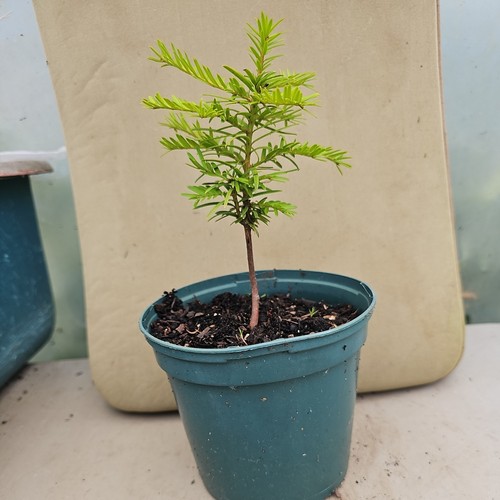 English yew conifer - tree, taxus
