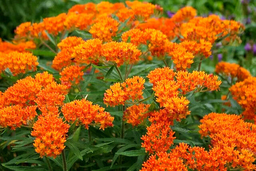 Butterfly weed asclepias - butterfly,