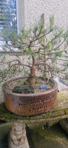 Pine tree - tree, sylvestris)