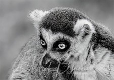 Wall Art Ring-tailed Lemur