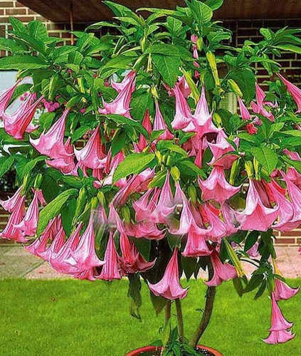 Seeds brugmansia rosa - seeds,