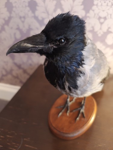 Taxidermy hooded crow - crow,