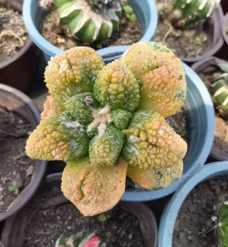 Live house plant ariocarpus - live,