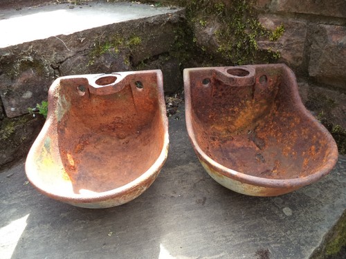 Water bowl cattle sheep - water,