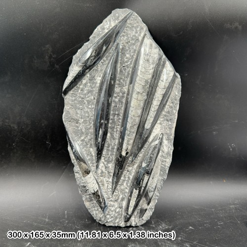 Fossilized orthoceras fossil
