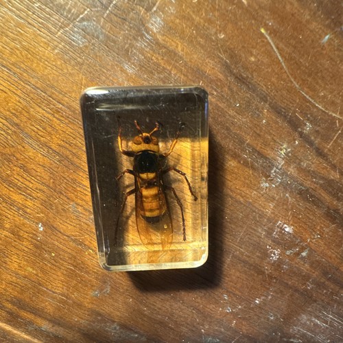 Taxidermy insect wasp hornet - taxidermy,