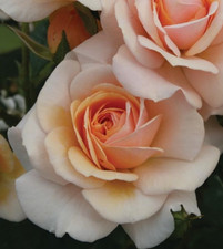 DEAREST JANET - Fragrant Peach