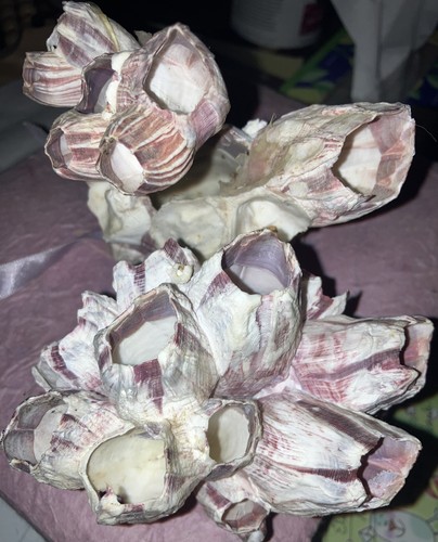 Cluster barnacle shells - barnacle,