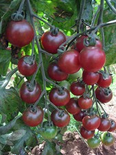 TOMATO CHERRY ROSELLA 15