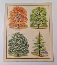 DOROTHY FITCHEW Trees II - Vintage 1950s Botanical Poster Print