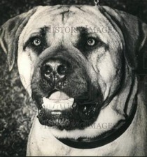 1945 Press Photo English Bull