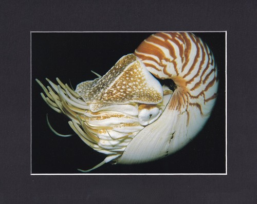8x10 matted print coral reef - matted,
