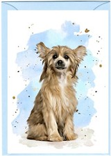 Chinese Crested Powder Puff