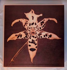  Robert Mapplethorpe. Pistils.  First Edition 1996