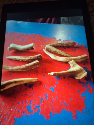 Small medium antler - small-medium,