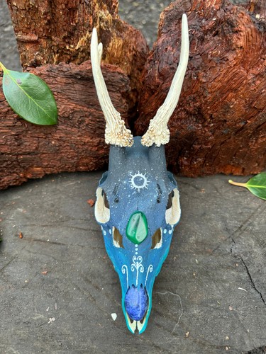 Blue roe deer skull - roe,