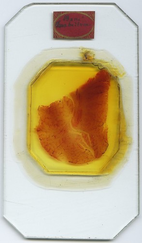 Antique microscope slide - microscope, by