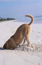 Dog Digging In The Sand