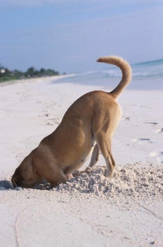 Dog digging the - dog, in
