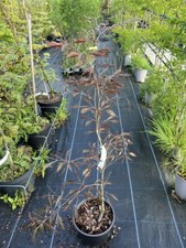 Midnight Feather Purple Beech