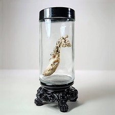 Zombie Fungus in Jar, Oddities