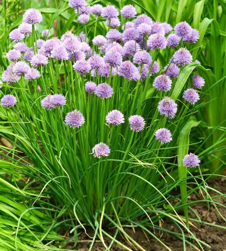 450 chives bohemia allium - x,