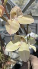 Disa Orchid, Big Collection