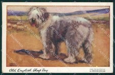 Old English Sheep Dog Bobtail