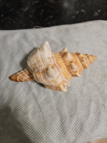 Big trumpet sea snail - snail, shell