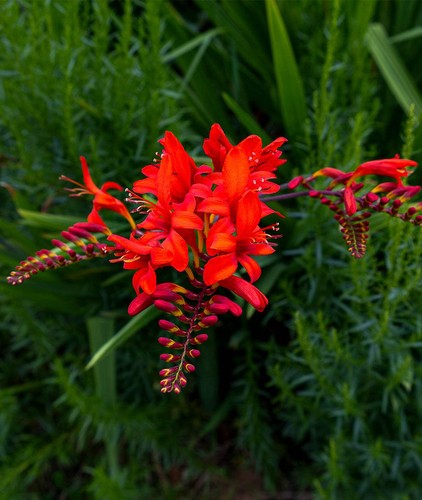 Crocosmia lucifer litre pot - lucifer,