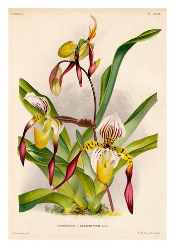 Cypripedium lebaudyanum - cypripedium, by
