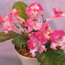 Streptocarpus Bristol's