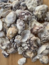 30 Small Oyster Shells 