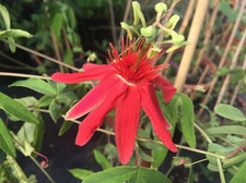 Passiflora cocuyensis |Rare