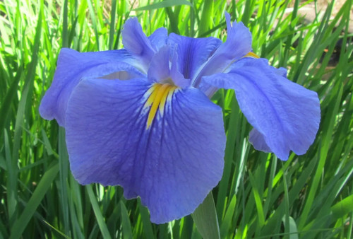 Iris lousiana blue - iris,