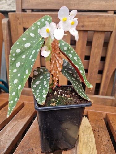Polka dot begonia - dot, (begonia
