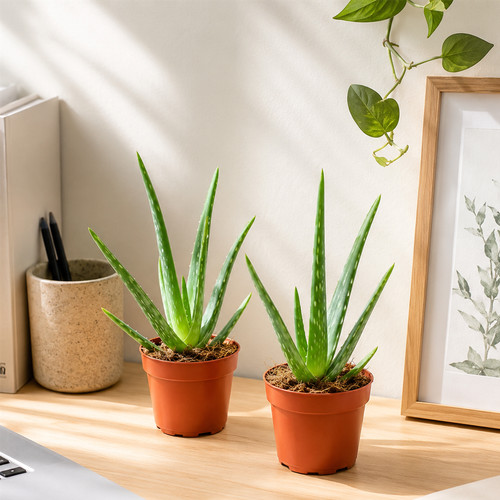 Fresh aloe vera plants - 1,